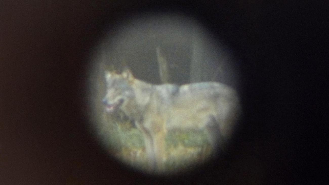 Wolves in Germany: Federal government agrees on easier shooting of wolves