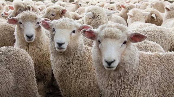 Police arrest Choma men for stealing 30 sheep